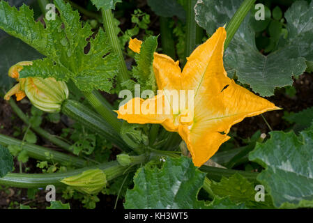 Giallo maschio e femmina di fiori su un Zucchine Zucchine o impianto con giovane frutta sviluppando sotto bold cucurbit tipo foglie di colore verde scuro Foto Stock