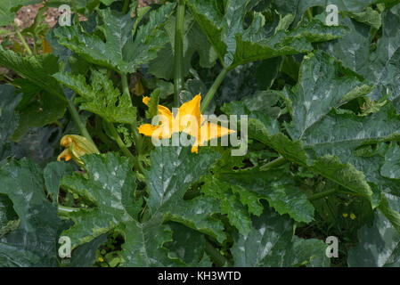 Giallo maschio e femmina di fiori su un Zucchine Zucchine o impianto con giovane frutta sviluppando sotto bold cucurbit tipo foglie di colore verde scuro Foto Stock