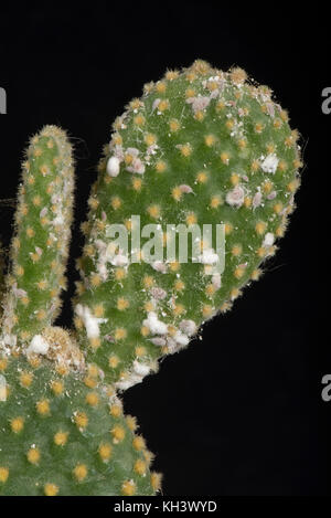 Glasshouse mealybug, pseudococcus viburni, infestanti rigonfiato il gambo di un coniglietto-orecchie, cactus Opuntia microdasys, Foto Stock
