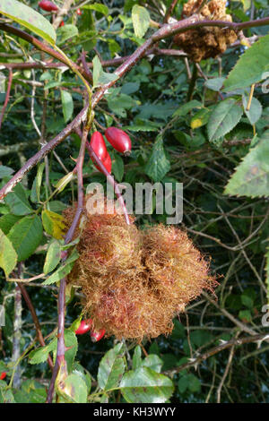 Rose bedeguar gall o Robin's puntaspilli, diplolepis rosae, gall wasp danno ad un cane selvatico rosa, rosa canina, berkshire, settembre Foto Stock