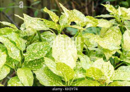 Avvistato alloro foglie (aucuba japonica) Foto Stock