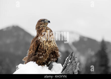 Hawk su un ramo in montagna in inverno. la fotografia in bianco e nero con colore hawk Foto Stock