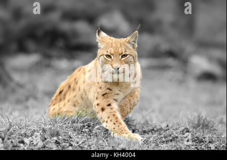Giovani lynx. la fotografia in bianco e nero con colore lynx Foto Stock