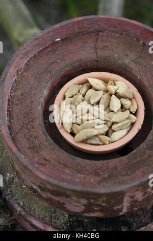 Green i semi di cardamomo in vaso di creta sulla ruota rustico Foto Stock