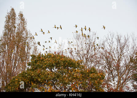 Flock of Ring necked parakeets, (Psittacula krameri), o Rose ringed parakeet, Wormwood scrub, Londra, Regno Unito Foto Stock