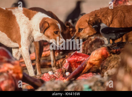 Due cani selvatici, (canis familiaris o Canis lupus familiaris), lavaggio sulla carcassa animale al dump, Rajasthan, India Foto Stock