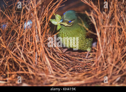 Satin bowerbird (ptilonorhynchus tendente al violaceo), maschio capretti, a bower, Parco Nazionale Lamington Queensland, Australia Foto Stock