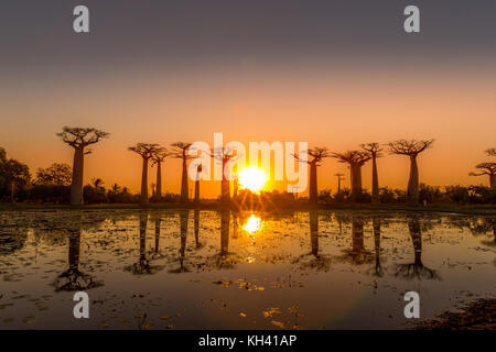 Sunaset presso il baobab vicolo in Madagascar Foto Stock