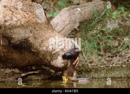 Indian Softshell Turtle alimentazione su un Vacche morte,Indian zebù,(bos indicus), in Keoladeo Ghana National Park, Bharatpur Rajasthan, India Foto Stock