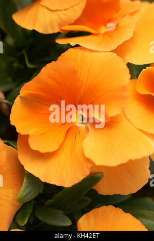 Pansies arancione in piena fioritura nome latino Viola wittrockiana Foto Stock