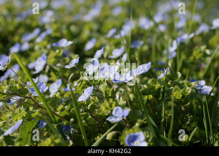 Snello speedwell (veronica filiformis) un perenne nativa di erbe al nord turchia considerata una peste in istituito zone Foto Stock