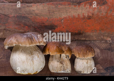 Wild materie commestibili funghi Boletus edulis, gustoso ingrediente per molti piatti vegetariani Foto Stock