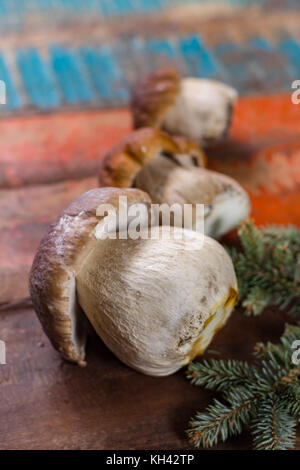 Wild materie commestibili funghi Boletus edulis, gustoso ingrediente per molti piatti vegetariani Foto Stock