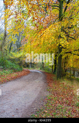 In autunno gli alberi di faggio (Fagus sylvatica) presi su un giorno umido in Chilterns. Foto Stock