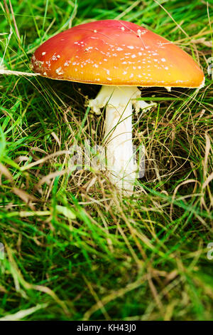 Amanita muscaria, comunemente noto come fly agaric o fly amanita. toadstool o flybane, close up rosso fungo velenoso che cresce in erba verde. Polonia Foto Stock