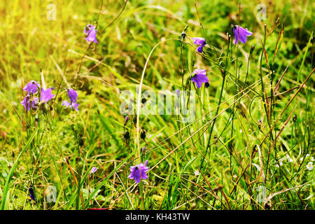 Violetta harebell campanula rotundifolia fiori che crescono sul romantico verde prato assolato. fiori selvatici in fiore in estate pascoli. sudetes, Polonia. Foto Stock