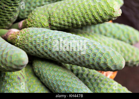 Monstera Deliciosa (Monster frutta) - esotica frutta verde coperta con scale esagonale (Madeira, Portogallo) Foto Stock