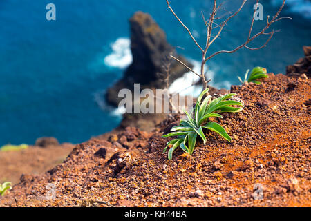 Pianta che cresce su rosso terreno sterile in Sao Lourenco penisola, Madeira, Portogallo Foto Stock