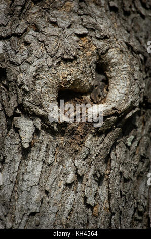 A forma di cuore il nodo della struttura in un robusto albero di quercia Foto Stock