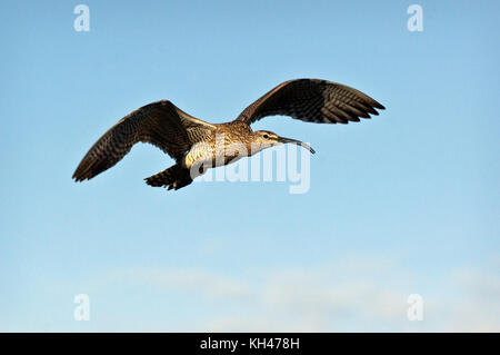 Whimbrel battenti in Islanda, estate 2017 Foto Stock