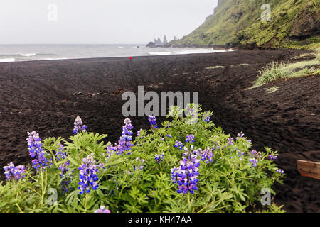 Spiaggia di sabbia nera con i lupini in primo piano, Vik, Islanda Foto Stock