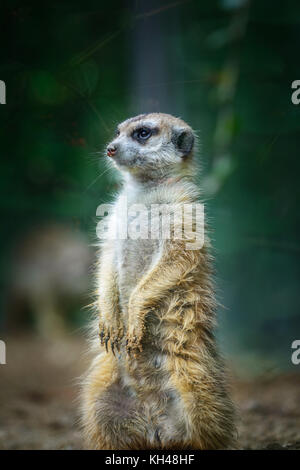 Bella seduta meerkat (Suricata suricatta) guardando intorno Foto Stock