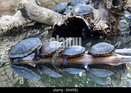 Red eared slider tartarughe a prendere il sole su di un registro Foto Stock