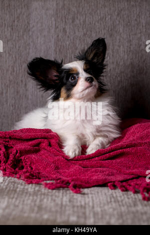 Cucciolo di razza papillon resto sul lettino Foto Stock