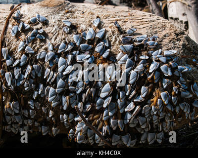 Intrico di pesca pelagica collo d'oca cirripedi lavato fino a una grande driftwood log. Foto Stock