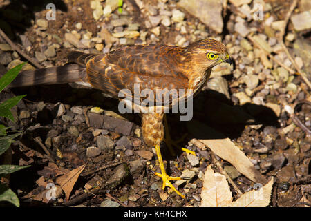 Besra, accipiter virgatus, saat tal, Uttarakhand, India Foto Stock
