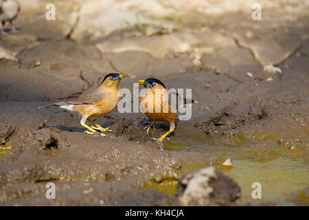 Brahminy Starling, Sturnia pagodarum, Panna Riserva della Tigre, Madhya Pradesh Foto Stock