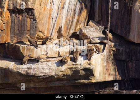 L'Himalayan grifone, gyps himalayensis, panna riserva della tigre, Rajasthan, India Foto Stock