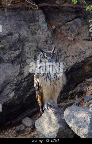 Indian gufo reale, bubo bengalensis, hampi, Karnataka, India Foto Stock