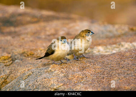 Indian silverbill, o bianco-throated munia , euodice malabarica, hampi, Karnataka, India Foto Stock