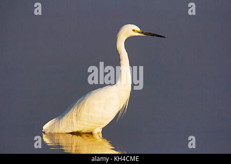 Garzetta, Egretta garzetta, fiume Chambal, Rajasthan, India Foto Stock