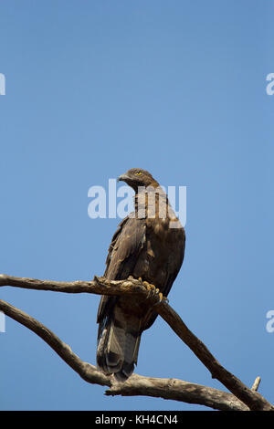 Oriental falco pecchiaiolo, pernis ptilorhynchus, tadoba andhari riserva della tigre, Maharashtra, India Foto Stock