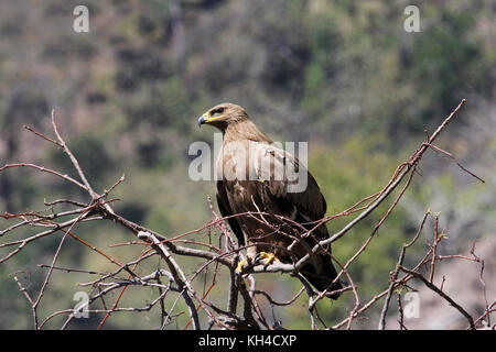 Steppa eagle, aquila nipalensis, mukteshwar, Uttarakhand, India Foto Stock