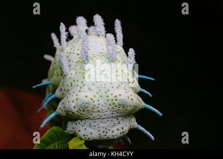 Atlas Moth Caterpillar, colpo di testa di Attacus atlas, Mumbai, Maharashtra, India Foto Stock