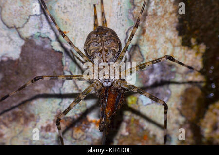 Due croci spider, hersilia savignyi con kill, agumbe, Karnataka, India Foto Stock