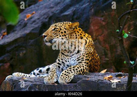 Indian leopard, panthera pardus fusca, ranthambhore riserva della tigre, Rajasthan, India Foto Stock
