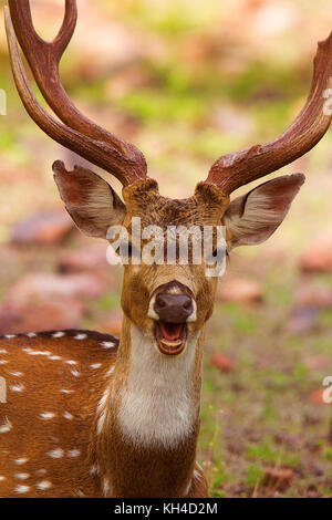 Avvistato cervi, asse asse, bandhavgarh riserva della tigre, Madhya Pradesh, India Foto Stock