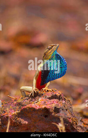 Ventola lucertola throated- maschio, sitana ponticeriana, visualizzazione di ventilatore, satara, Maharashtra, India Foto Stock