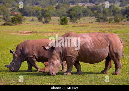 Africa rinoceronte, Kenya, Africa Foto Stock