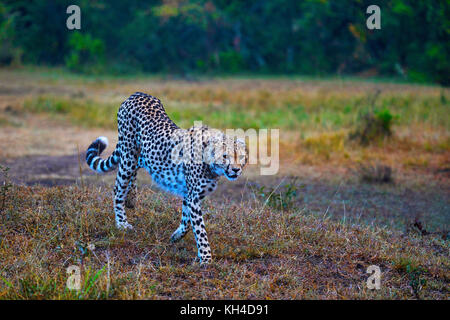 Cheetah africani, Kenya, Africa Foto Stock