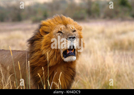 Leone africano- maschio, Kenya, Africa2 Foto Stock