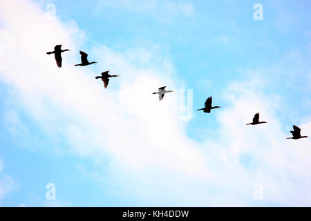 Gli uccelli di volare verso il posatoio, dudhwa national park, Uttar Pradesh, India Foto Stock