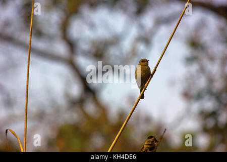 Bush chat, Dudhwa Riserva della Tigre, Uttar Pradesh, India Foto Stock