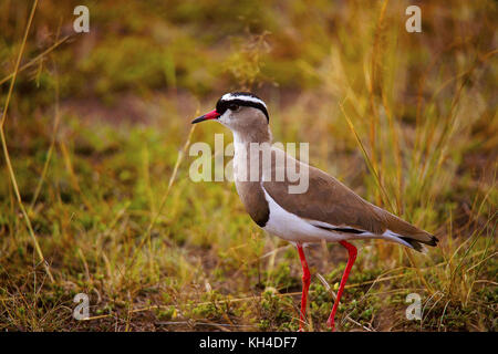 Incoronato pavoncella, vanellus coronatus, Kenya, Africa Foto Stock