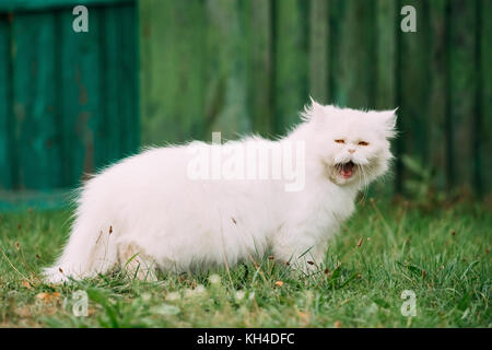 Carino bianco divertente gatto persiano gattino con gli occhi gialli a sbadigliare in erba verde all'aperto in serata d'estate. Foto Stock