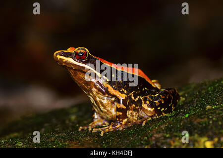 Fungoid rana, hylarana malabarica, mulshi, distretto di Pune, Maharashtra, India Foto Stock